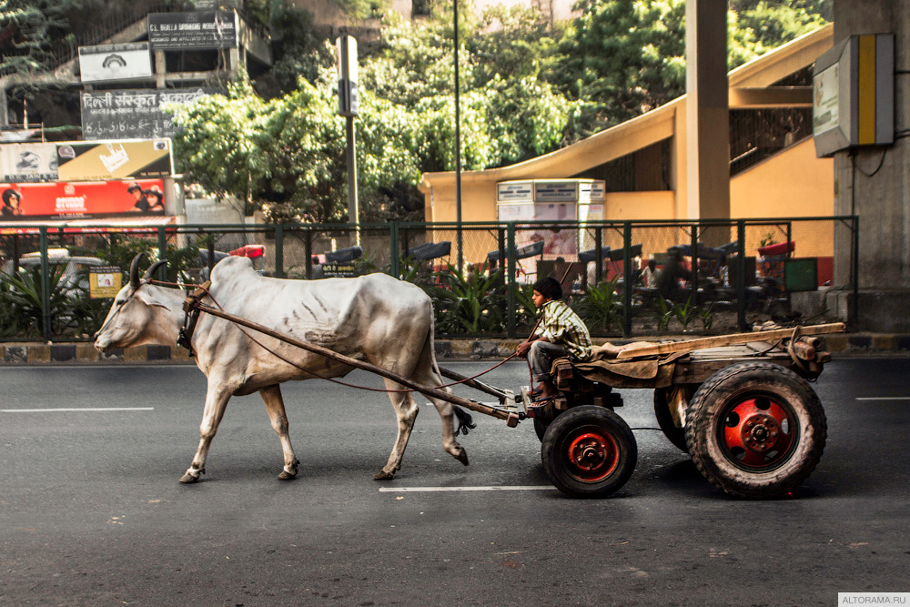 Городской «транспорт» в старой части Дели